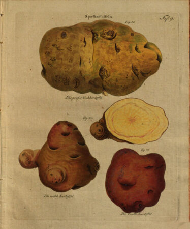 Kartoffelsorten von 1819 aus Putsche