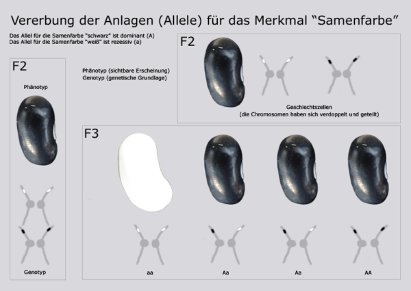 Grafik Vererbungsgang Samenfarbe