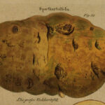 Bild der großen Viehkartoffel aus Putsches Monographie der Kartoffel (1819)