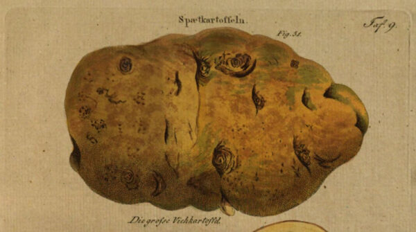 Bild der großen Viehkartoffel aus Putsches Monographie der Kartoffel (1819)