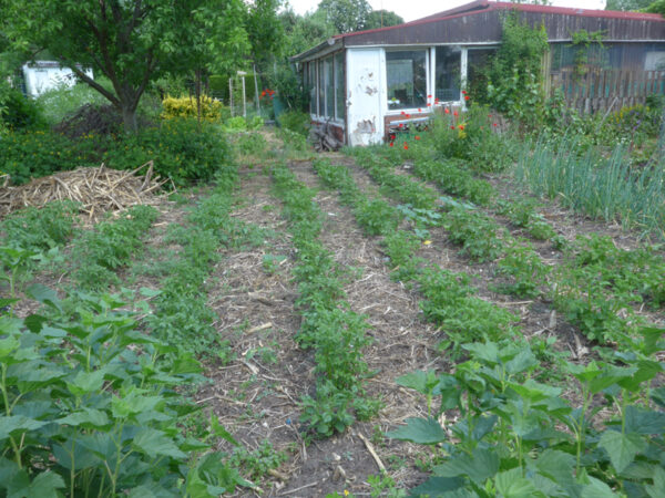 Kartoffelbeet am 11. Juni