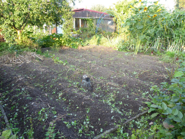 Unkrautfreies Kartoffelbeet am 23. August