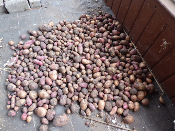 Rotschalige Kartoffelernte 2021