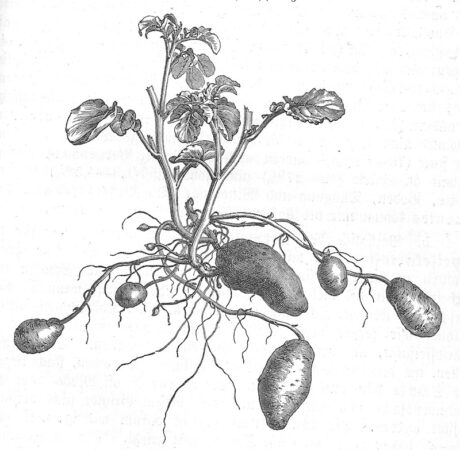 Grafik einer Kartoffelstaude mit Stolonen und Knollen