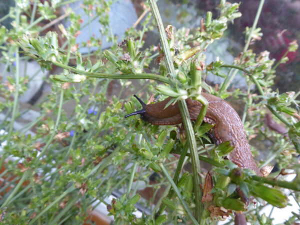 Schnecke auf Wegwarte