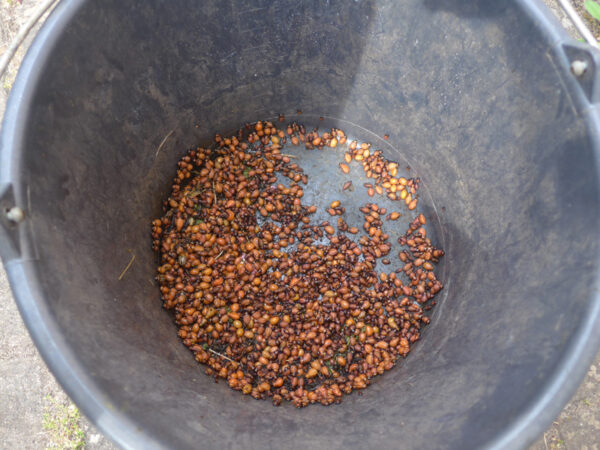 Kartoffelkäferlarven im Eimer