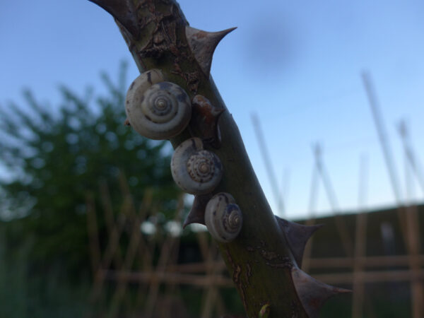 Heideschnecken auf Rosenstängel