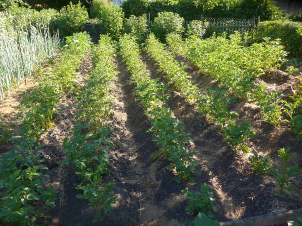 Kartoffelbeet am 28. Juni