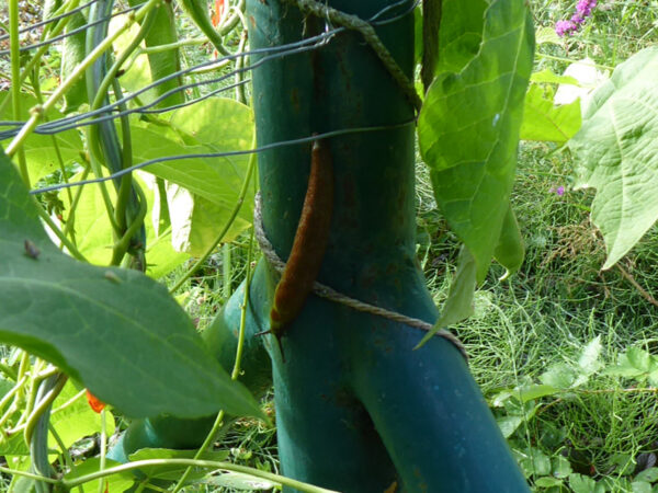 Schnecke kriecht Eisenrohr entlang