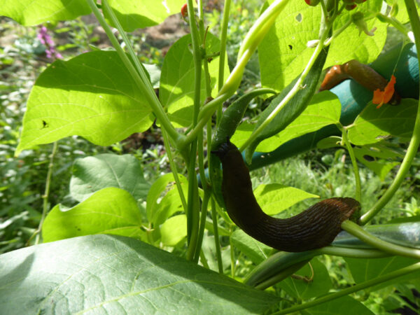 Nacktschnecke auf Feuerbohne