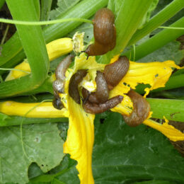 Schnecken in Not auf einer Zukkiniblüte