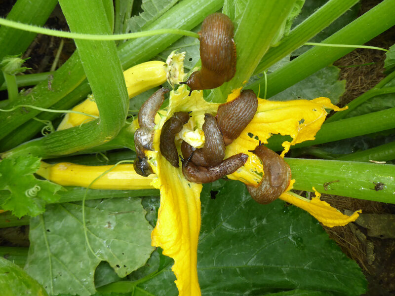 Schnecken in Not auf einer Zukkiniblüte