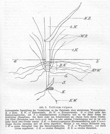 Schema einer jungen Getreidepflanze