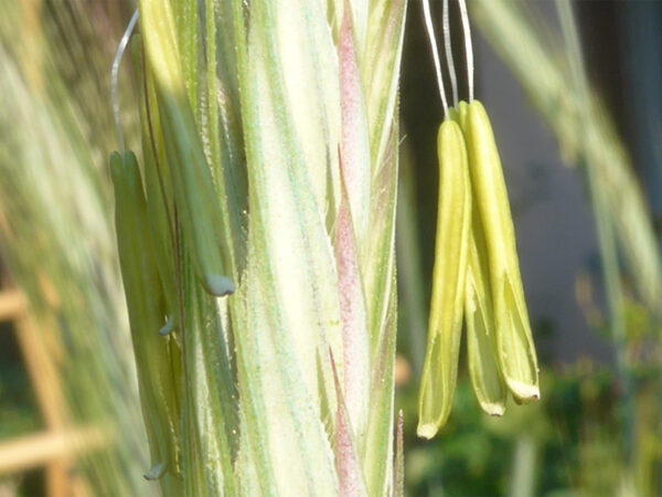 Frisch geöffnete Staubbeutel einer Roggenblüte