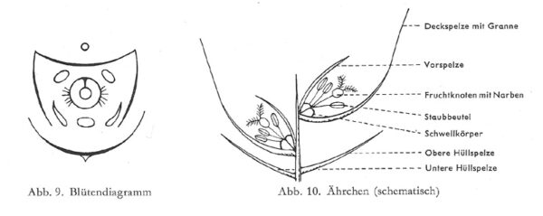 Ährechen einer Roggenblüte (Zeichnung)