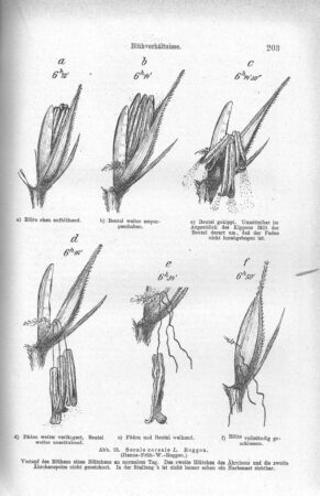 Zeichnungen der Blühstadien einer Roggenblüte