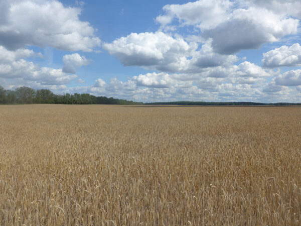 Roggenfeld in Brandenburg