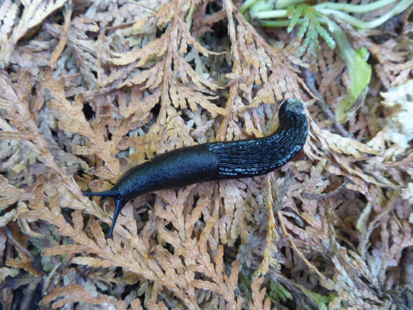 Schwarze Wegschnecke