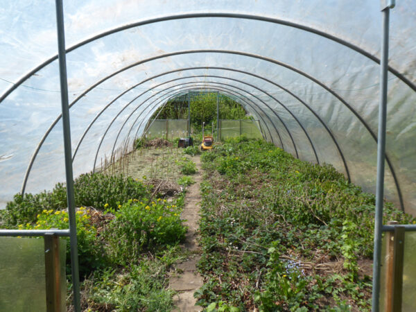 Verwilderter Folientunnelinnraum mit vorgezogenen Tomatenpflanzen