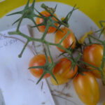 Rispe mit Tomaten der Sorte 'Artisan Blush Tiger'