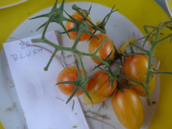Rispe mit Tomaten der Sorte 'Artisan Blush Tiger'