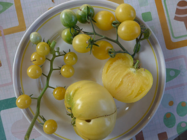 Früchte von drei hell-gelben Tomatensorten: Bianca (sehr klein), Scheewittchen (Cocktail-Tomate) und Giant-White Beafsteak (Fleischtomate)