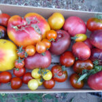 Kisten mit verschiedenfarbigen Tomaten zahlreicher Sorten