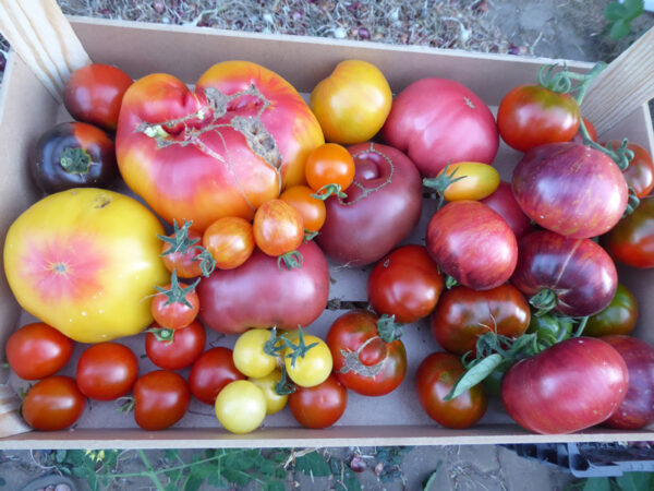 Kisten mit verschiedenfarbigen Tomaten zahlreicher Sorten