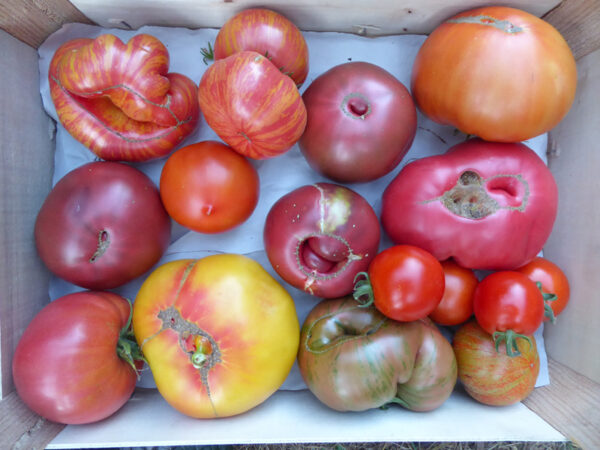 Kiste mit bunten Tomaten