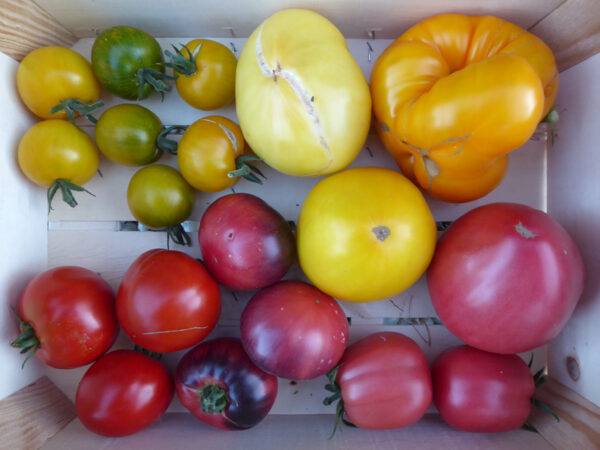 Kiste mit Tomaten in verschiedenen Farben