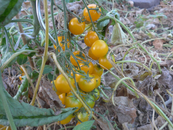 Gelbe Cocktail-Tomaten am Strauch