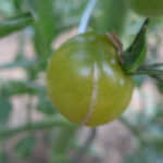 Eine Frucht der Cocktail-Tomate 'Grenn Doctors'