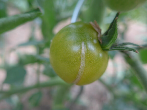 Eine Frucht der Cocktail-Tomate 'Grenn Doctors'