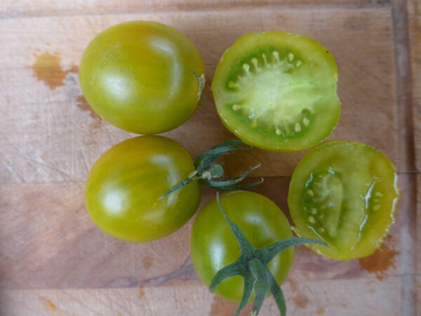 Früchte der grün-gelben Tomate