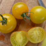 Früchte der Sämlinge großen gelben Tomate 'Phönix', ebenfalls gelb