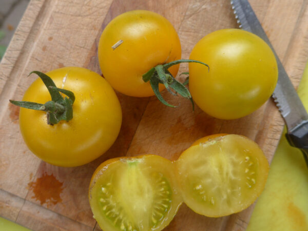 Früchte der Sämlinge großen gelben Tomate 'Phönix', ebenfalls gelb