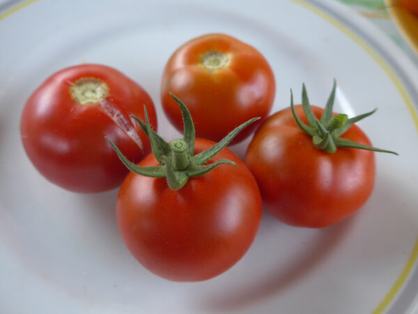 Früchte der Bestschmeckenden Tomate ever 'Stupice'