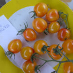 Teller voller Cocktail-Tomaten der Sorte 'Sunrise Bumblebee'