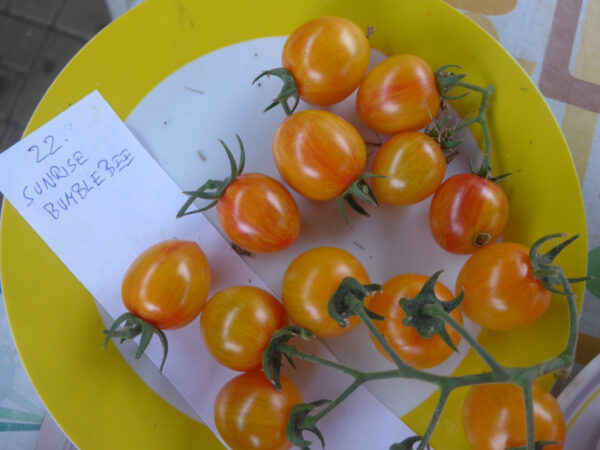 Teller voller Cocktail-Tomaten der Sorte 'Sunrise Bumblebee'