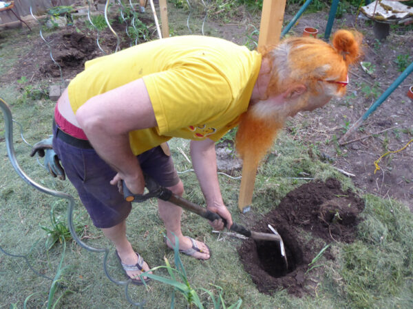 Pflanzvorbereitung: Ein Loch wird ausgehoben…