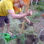 Neben die frisch eingesetzte Tomatenpflanze wird ein Spiralstab gesetzt