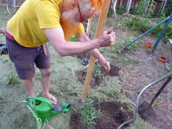 Neben die frisch eingesetzte Tomatenpflanze wird ein Spiralstab gesetzt