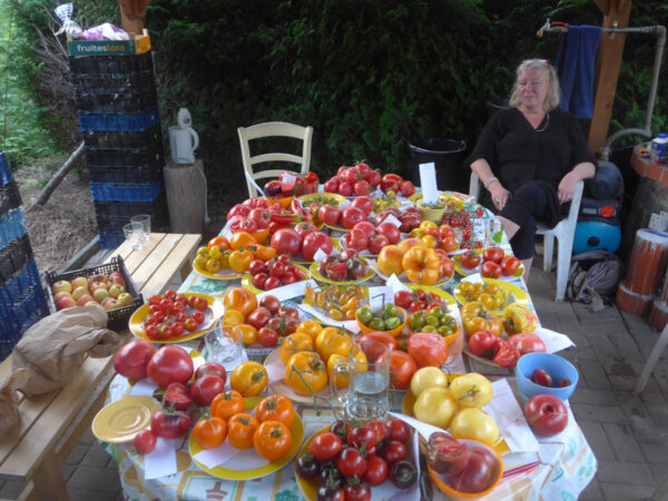 Tisch, randvoll mit 40 Tomatensorten