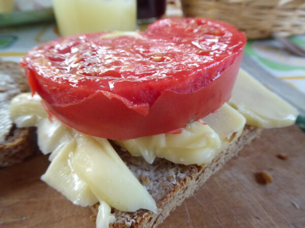 Käsebrot mit fetter Tomatenscheibe