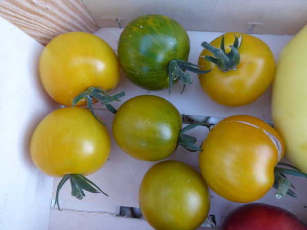 Gelbe, gelb-grüne und gelb-grün gestreifte Tomaten
