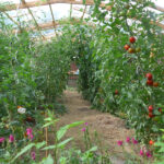 Tomaten unterm Schutzdach am 21.08.2022