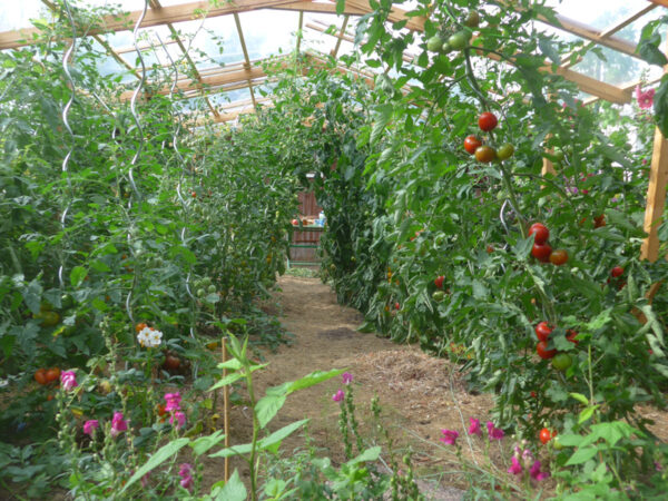 Tomaten unterm Schutzdach am 21.08.2022