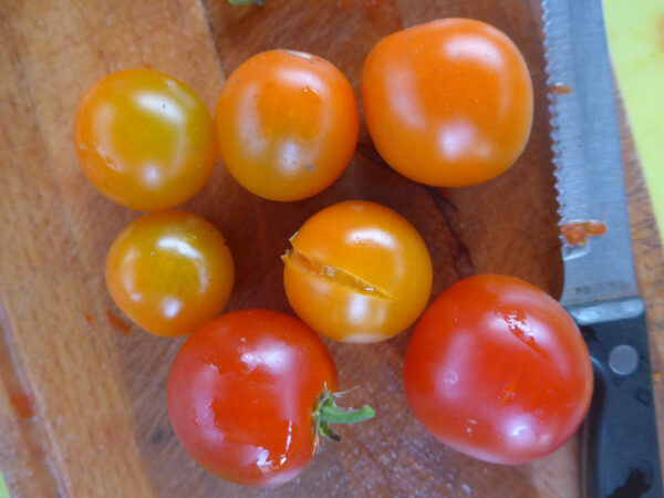 Zwei verschiedene Versionen von 'Coras Tomate'