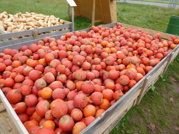 Deposit of Red Kuri and butternut squashes