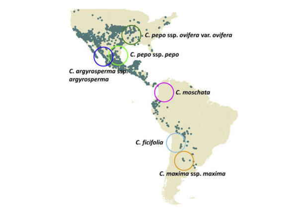 Map of the American continent with the four centers of origination of the different species of cucurbits